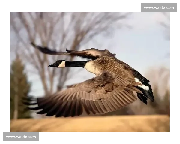 保罗:梦 8 的晨训灯光与梦 9 的松弛之谜 保罗:梦 8 的晨训灯光与梦 9 的松弛之谜